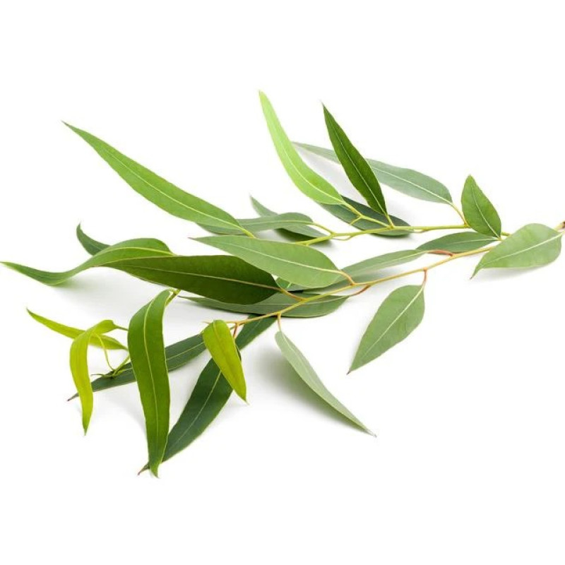 SENTIOTEC gőzszauna illatkoncentrátum, eukaliptusz 5 l